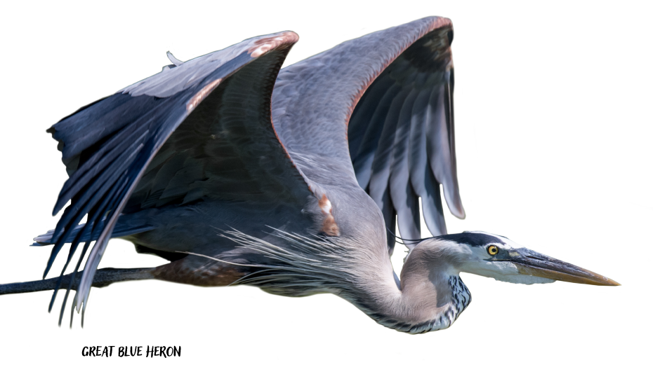 Great Blue Heron