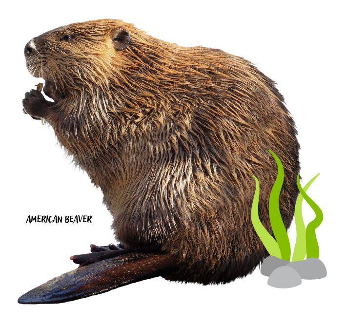 American Beaver