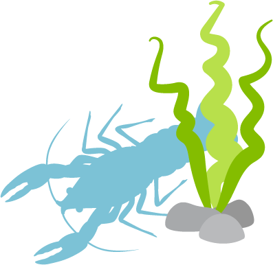 Crayfish